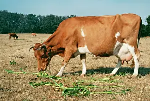 Pat Morris: CATTLE - GUERNSEY COW eating supplementary food