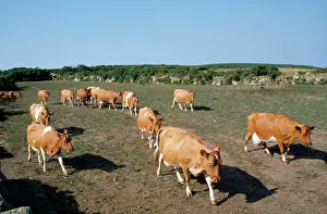 Guernsey: Cattle - Guernsey Cows