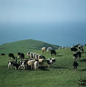 Beef: Cattle at hay feeder, Dorset, UK