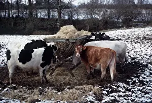 Pastoral: CATTLE - Heifers in winter, feeding