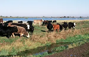 Anglia: CATTLE - Herd in field