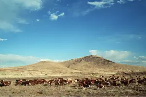 Herds: CATTLE HERD - GRAZING
