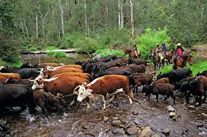 Mustering: Cattle being herded across King River cattle will