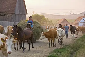 Carts: Cattle herds coming home in the evening, to the
