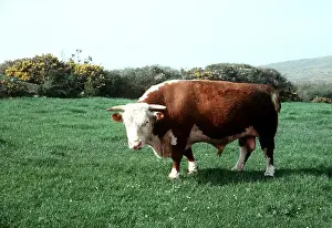 J Laurie: CATTLE - Hereford Bull