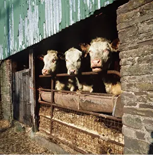 Bullocks: Cattle - HEREFORD bullocks - in byre / stall
