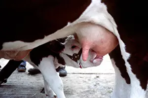 Teets: CATTLE - Hereford calf, suckling