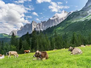 Alpe: Cattle on high pasture in Karwendel Mountain