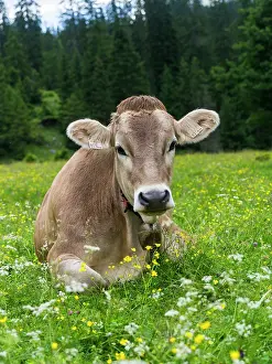 Alpe: Cattle on high pasture in Karwendel Mountain
