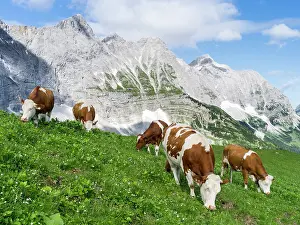 Spitze: Cattle on high pasture in Karwendel Mountain