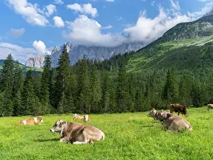 Jagged: Cattle on high pasture in Karwendel Mountain