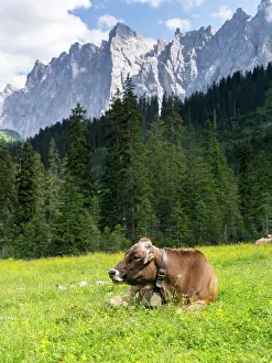 Jagged: Cattle on high pasture in Karwendel Mountain