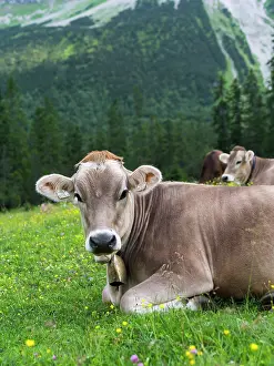 Alpe: Cattle on high pasture in Karwendel Mountain