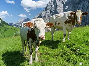 Jagged: Cattle on high pasture in Karwendel Mountain
