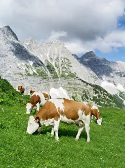 Jagged: Cattle on high pasture in Karwendel Mountain