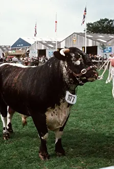 Show: CATTLE - Holstein Bull - At show