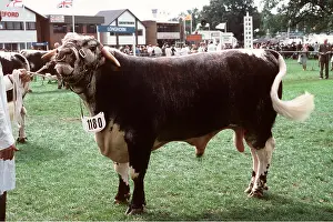 Show: CATTLE - HOLSTEIN BULL