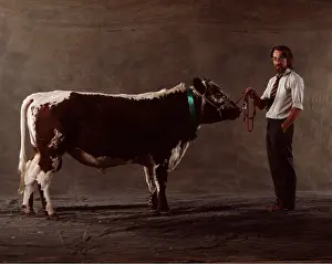 Owner: CATTLE - IRISH MOILED BULL & Owner
