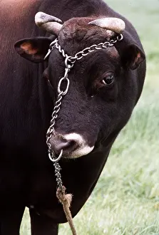 Tied: CATTLE - Jersey bull, Tied with ring through nose