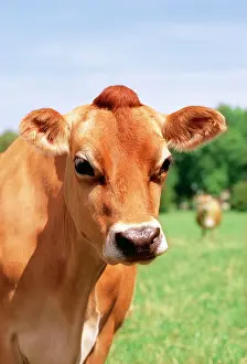 James Marchington: CATTLE - Jersey Cow