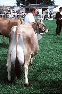 Farmers: CATTLE - Jersey cow at show