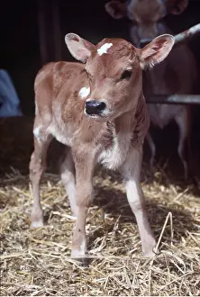 Jersey: CATTLE - Jersey cow calf