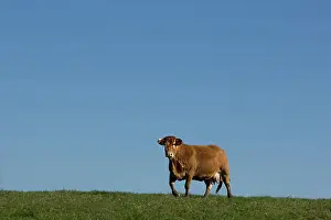 Limousin: Cattle Limousin