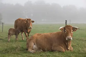 Limousin: Cattle Limousin