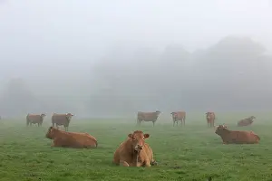 Limousin: Cattle Limousin