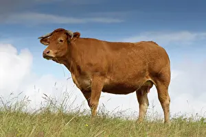 Limousin: Cattle - Limousin breed