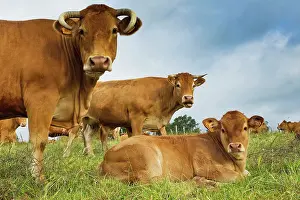 Limousin: Cattle - Limousin breed