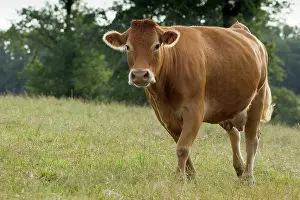Limousin: Cattle - Limousin breed