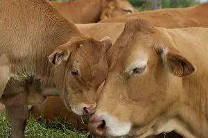 Limousin: Cattle - Limousin breed - adult & calf