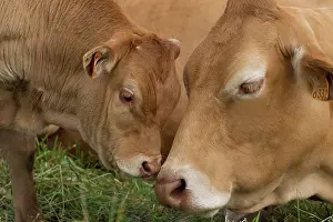 Limousin: Cattle - Limousin breed - adult & calf