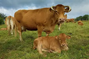 Limousin: Cattle - Limousin breed - adult & calf