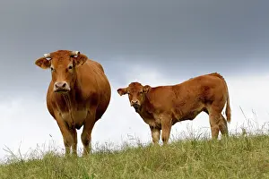 Limousin: Cattle - Limousin breed - adult & young