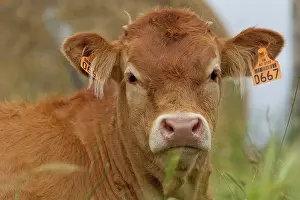 Limousin: Cattle - Limousin breed - calf