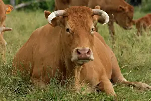 Limousin: Cattle - Limousin breed - laying down