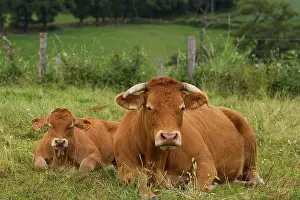Limousin: Cattle - Limousin breed - laying down