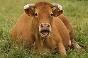 Limousin: Cattle - Limousin breed - mouth open - laying down