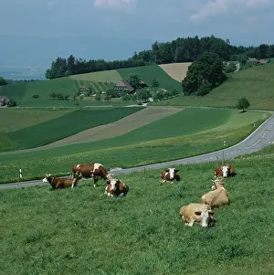 Friesian: Cattle beside a low alpine road