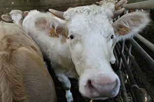 Markets: Cattle Market