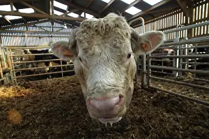 Markets: Cattle Market