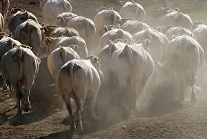 Markets: Cattle Market