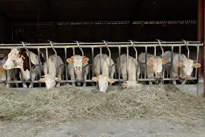 Markets: Cattle Market