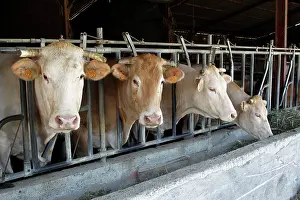 Markets: Cattle Market
