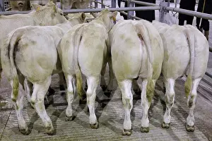 Markets: Cattle Market
