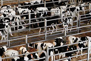 Markets: Cattle Market