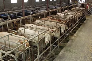Markets: Cattle Market
