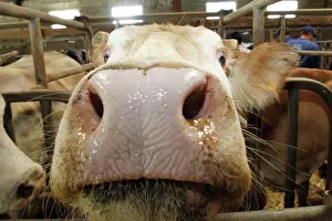 Markets: Cattle Market